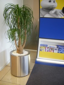 stainless container with Beaucarnea Recurvatta in Stoke on Trent